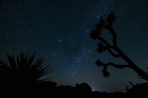 joshua tree national park silhouette of plants during nighttime united states